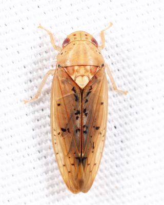 Ponana quadralaba