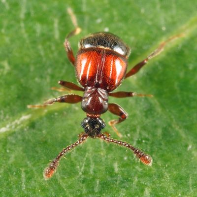 Rybaxis conjuncta