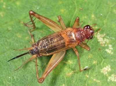 Anaxipha exigua