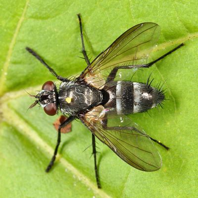 Admontia nasoni