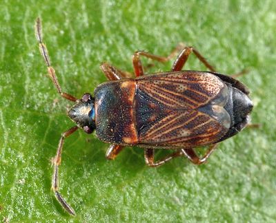 Cryphula trimaculata