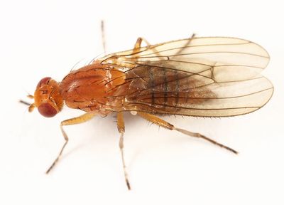 Suillia convergens