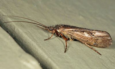 Limnephilus submonilifer