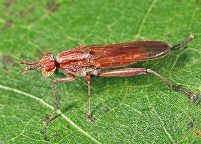 Sepedon fuscipennis