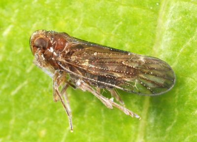 Pareuidella sp.
