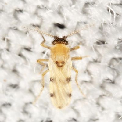 Forcipomyia pluvialis