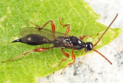 Exallonyx grandis