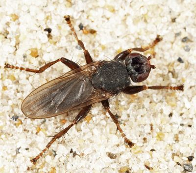 Orygma luctuosum