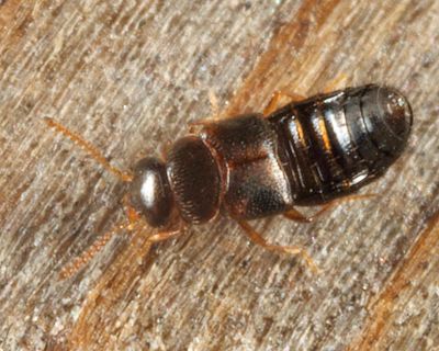 Eumicrota sp.