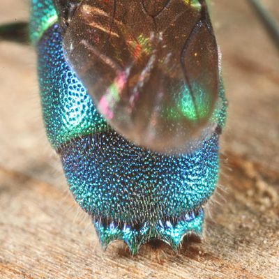 Chrysis ignita species-group