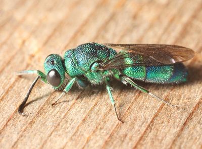Chrysis ignita species-group