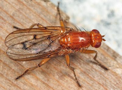 flies - Dryomyzidae