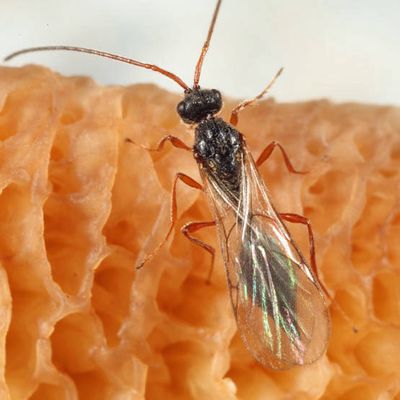 Cinetus sp.