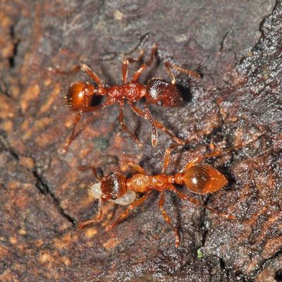 Myrmica rubra