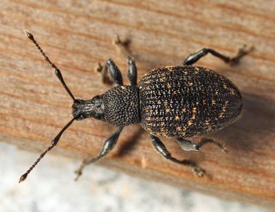 Black Vine Weevil - Otiorhynchus sulcatus