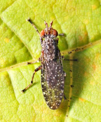 Dictya pictipes