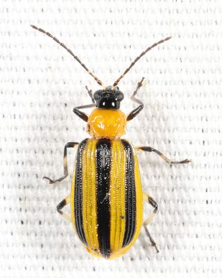 Striped Cucumber Beetle - Acalymma vittatum