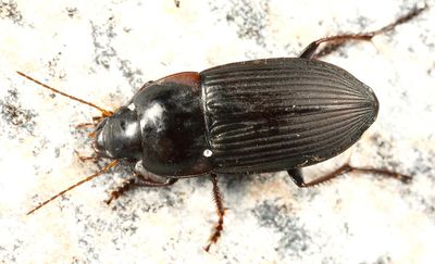 Anisodactylus rusticus