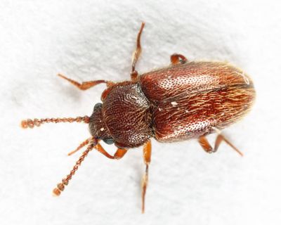 Cryptophagus setulosus