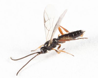 Stenomacrus sp.