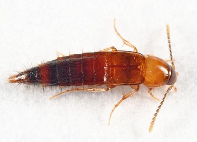 Ischnosoma virginicum