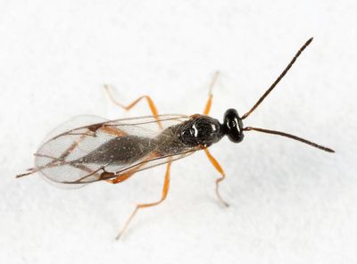 Mischoserphus sp.
