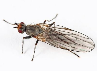 Orbellia petersoni