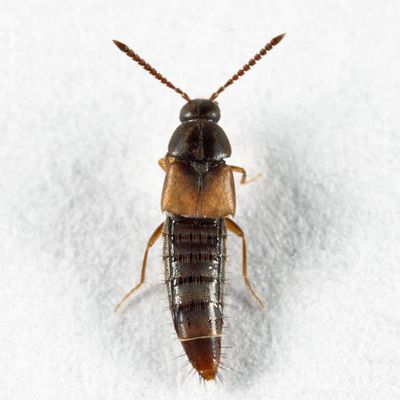 Nehemitropia lividipennis