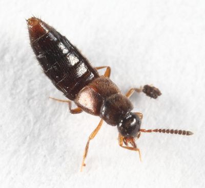Atheta ventricosa