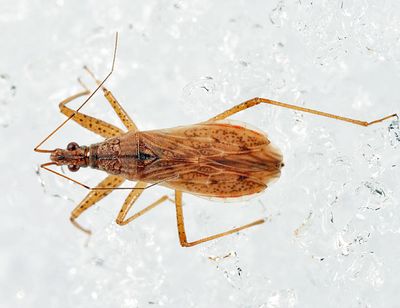 Nabis rufusculus