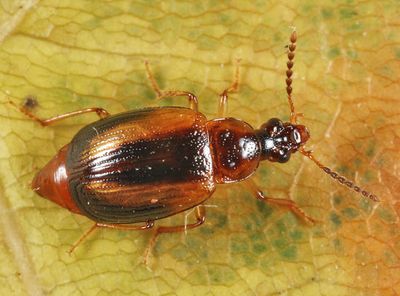 Trigonodemus striatus