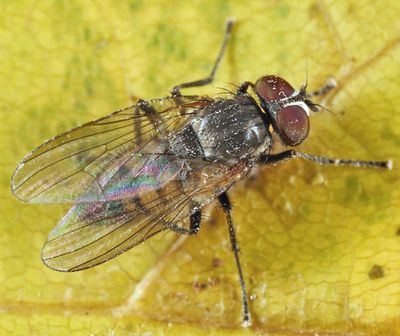 Muscid Flies - Fanniidae