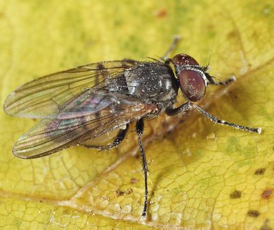 Little House Fly - Fannia canicularis