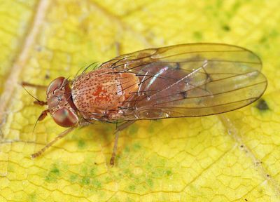 Poecilominettia ordinaria