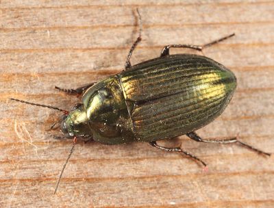 Ground Beetles - Tribe Zabrini