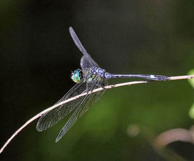 Micrathyria didyma (male)