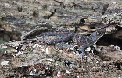 Puerto Rican Crested Anole - Anolis cristatellus cristatellus