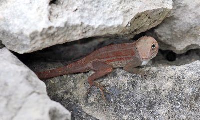 Large-headed Anole - Anolis cybotes