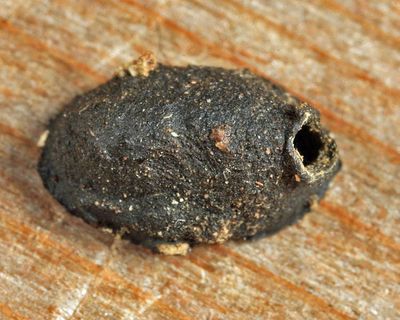 Epicypta sp. (pupal case)