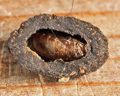 Epicypta sp. (pupal case)