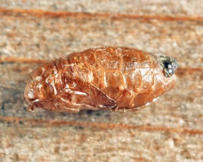 Epicypta sp. (pupa)