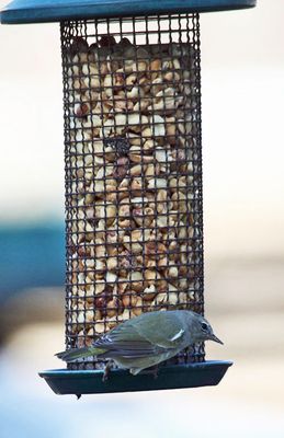 Orange-crowned Warbler - Oreothlypis celata