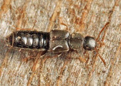 Aleochara litoralis