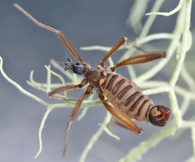Chionea scita