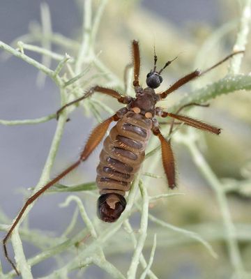 Chionea scita