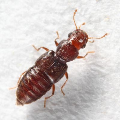 Euaesthetus sp.