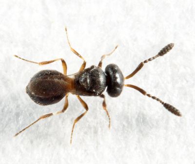 Trimorus sp. (female)
