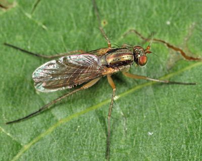 Dolichopus longipennis
