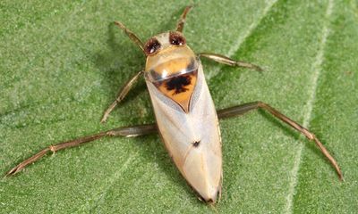 Notonecta undulata