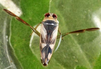 Backswimmers - Notonectidae